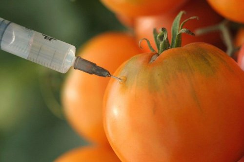 pomidory gmo