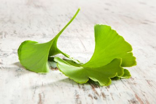 Gingko biloba