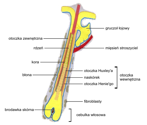 Budowa włosa.