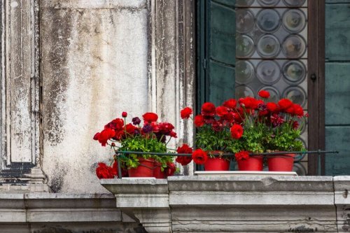 Ogród na balkonie – 5 rodzajów kwiatów