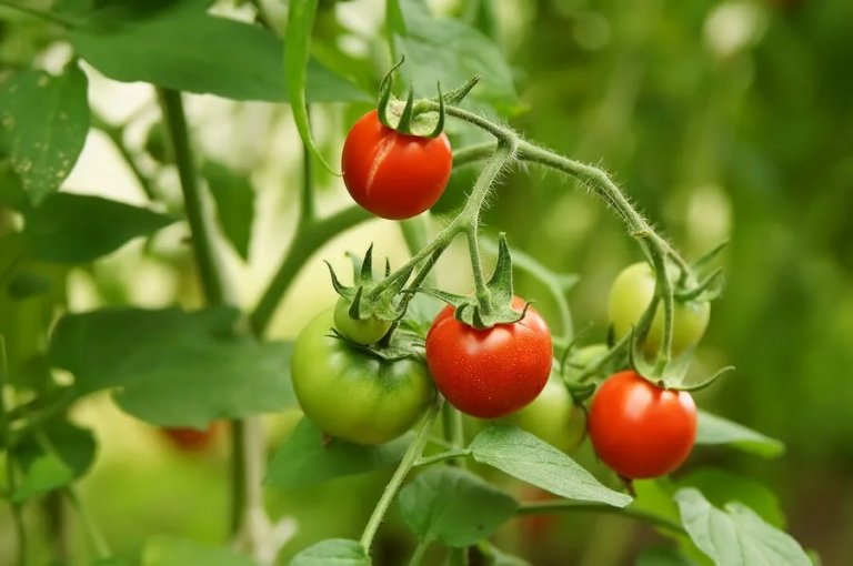 Domowa hodowla pomidorów - kilka wskazówek