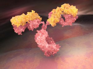 Immunoglobuliny - czym są i jak nam służą?