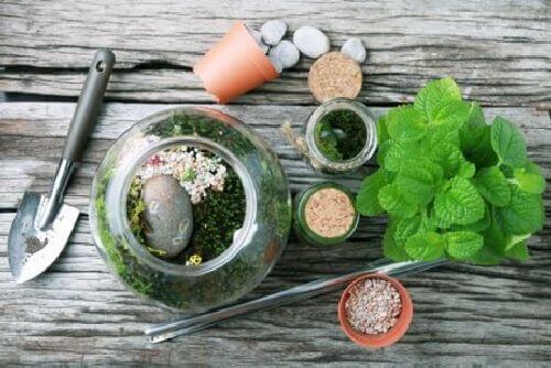 Terrarium z butelki