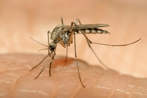 ukąszenia owadów - komary