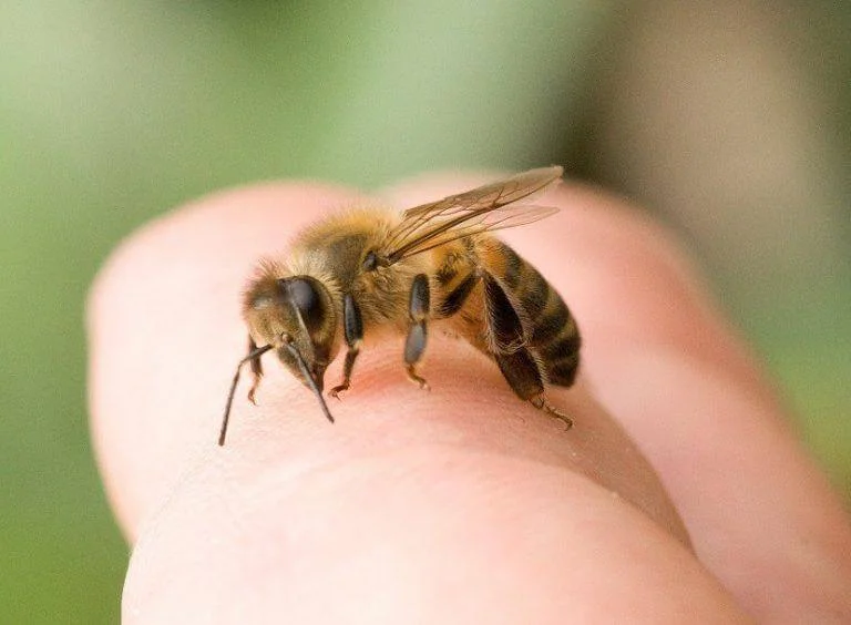 ukąszenia owadów - pszczoły