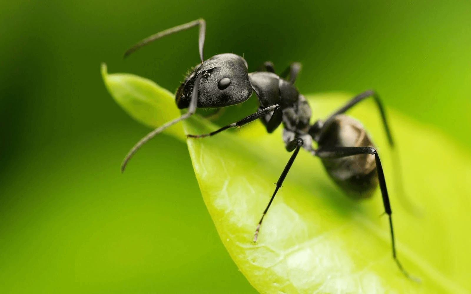 ukąszenia owadów - mrówki