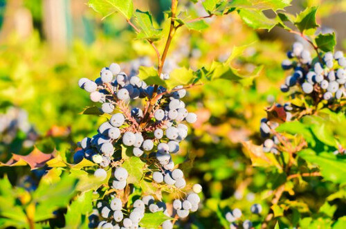 Winogrona na ziołowe terapie na łuszczycę