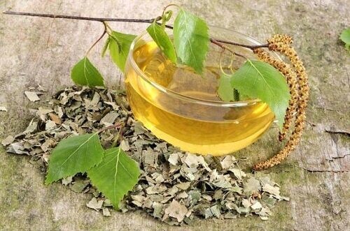 środki lecznicze na biegunkę - kora brzozy