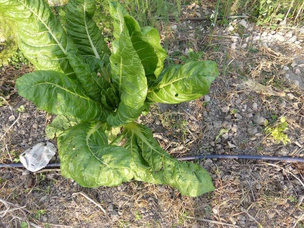 naturalne sposoby na hemoroidy
