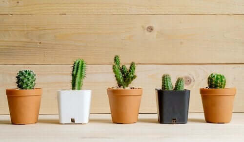 kaktusy - dekorowanie roślinami