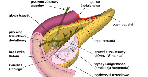 Trzustka