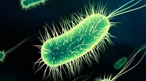 Bakteria e.coli 