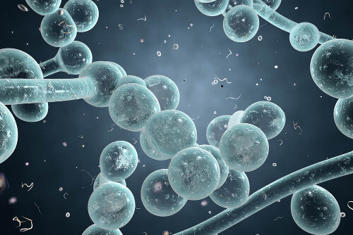Cząsteczki grzyba candida