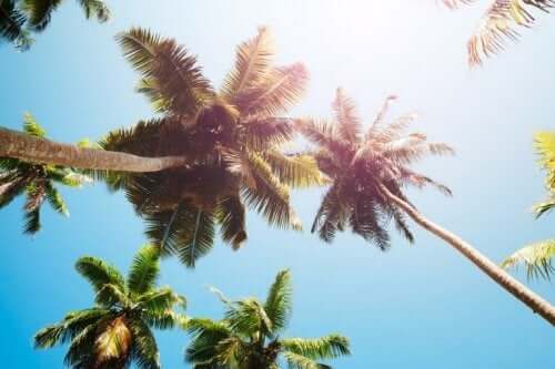 Palmy kokosowe na tle nieba