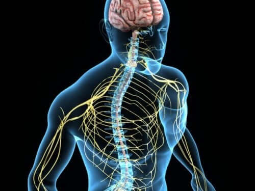 System nerwowy człowieka a cholina