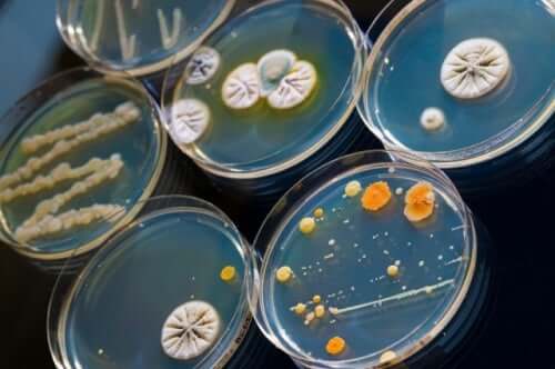 Środki przeciwdrobnoustrojowe - badania laboratoryjne