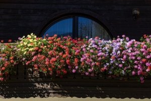 Aromatyczne kwiaty – pięć propozycji do małego ogrodu