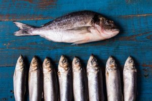 Niebieskie ryby i ich odmiany - dowiedz się, jakie oferują korzyści