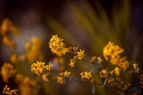 Naturalne środki na nerwobóle