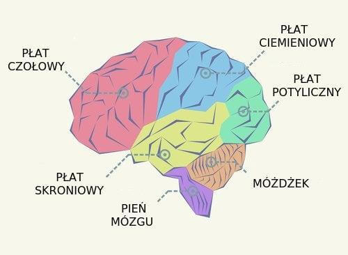 Płaty mózgu, czym one są i jakie funkcje spełniają?