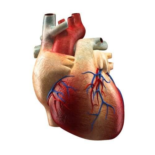 Części serca i ich funkcje - poznaj lepiej ten ważny dla nas organ