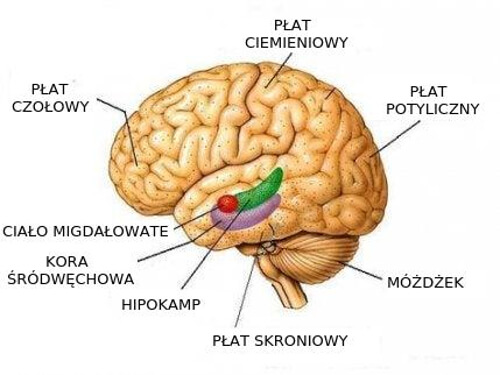 Poszczególne sekcje mózgu