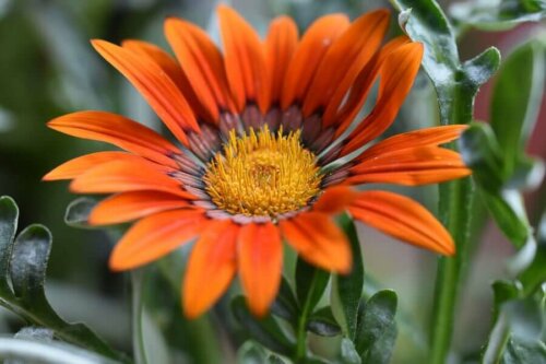 Gazania - letnie kwiaty