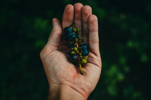 Winogrona na dłoni