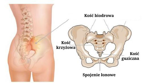 Kości miednicy