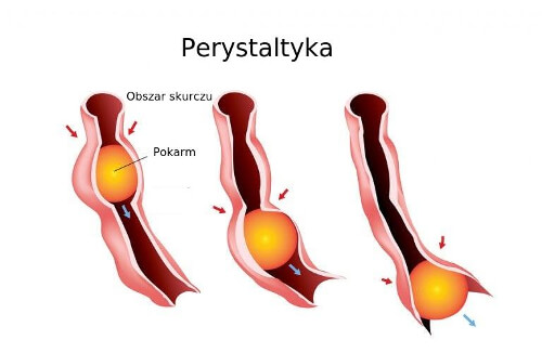 Perystaltyka przewodu pokarmowego