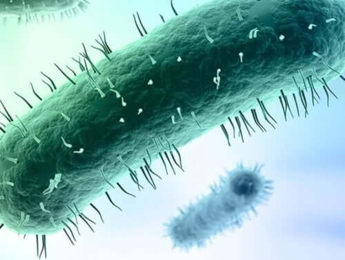 Mycoplasma genitalium