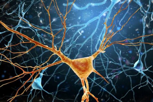 Neurogeneza - grafika
