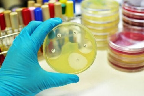 Ampicylina w laboratorium