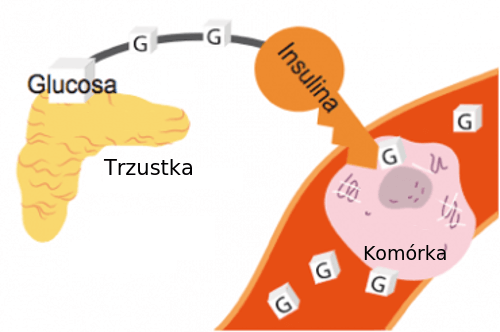 Działanie metforminy