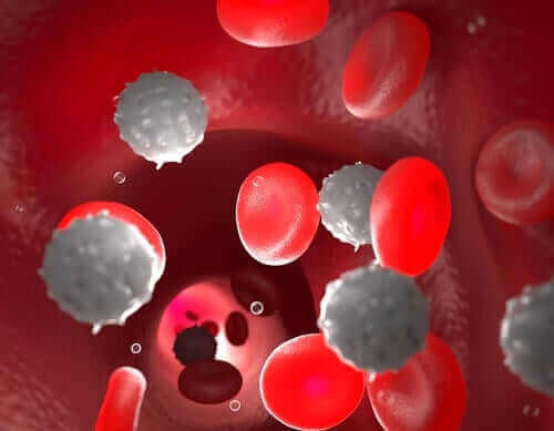 Białe i czerwone krwinki