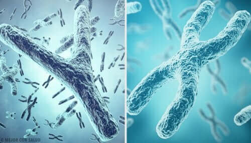 Chromosomy płci: telomery