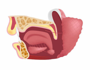 Ślinianka podżuchwowa - jakie spełnia funkcje?