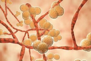 Candida auris: co warto wiedzieć o tym grzybie?