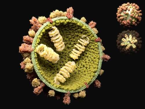 Cykl replikacyjny wirusa - najważniejsze informacje