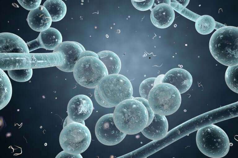 Komórki candida auris