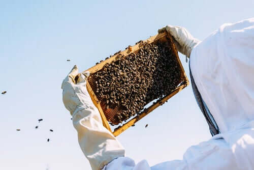 Pszczoły wyjęte z ula