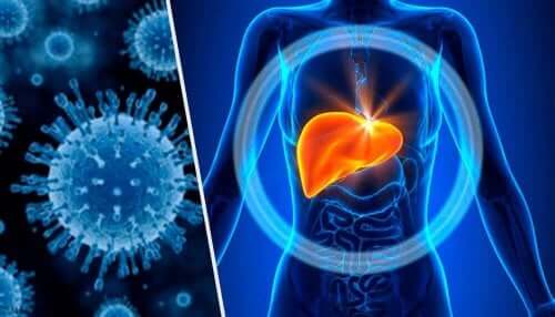 Toksyczne zapalenie wątroby - metabolizm wątrobowy