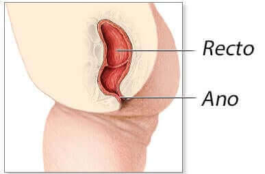 Anatomia odbytu