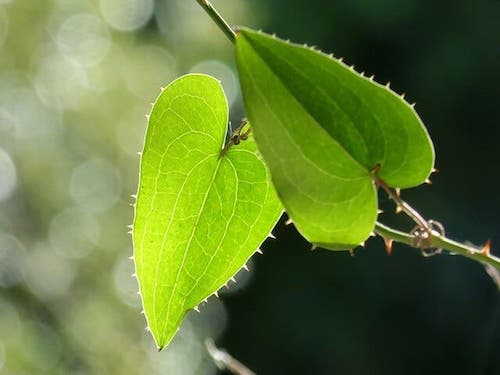 Sarsaparilla - korzyści, ryzyko i efekty uboczne