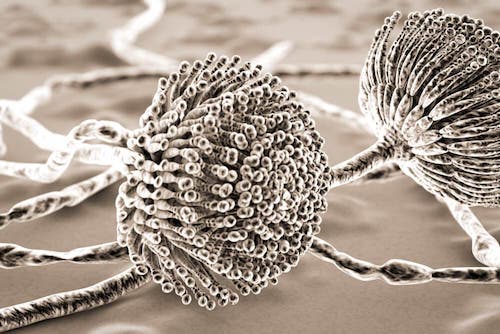 Grzyb aspergillus