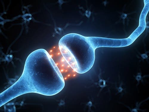 Neurony