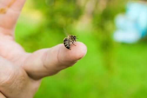 Użądlenie pszczoły: jak należy się zachować?