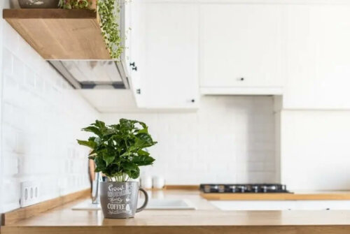 Jak uprawiać świeże zioła w kuchni?