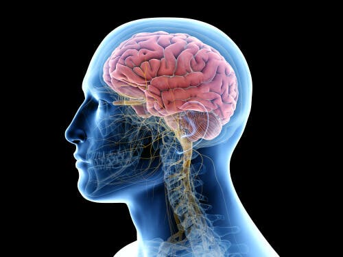 Zapalenie mózgu - grafika neuro