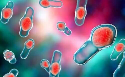 Bakteria Clostridium difficile
